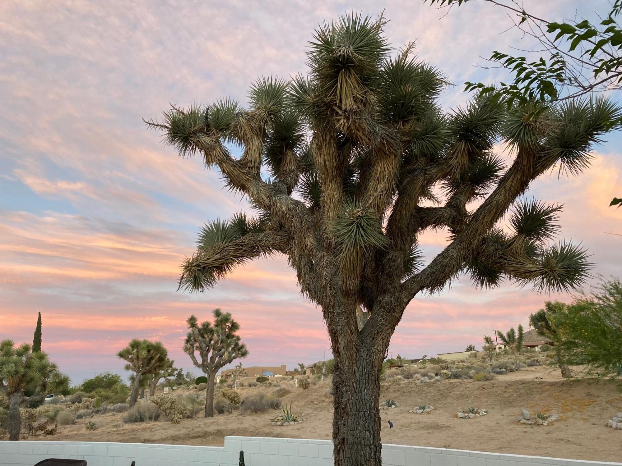 Willa Electroliquid'S Casa Pueblo Joshua Tree Zewnętrze zdjęcie